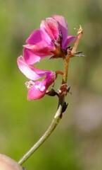 Indigofera humifusoides