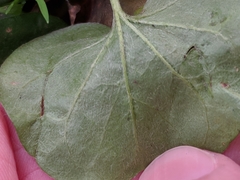 Dichondra donelliana