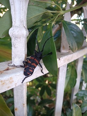 Ceroplesis capensis