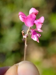 Indigofera humifusoides