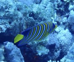 Pygoplites diacanthus