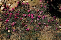 Indigofera humifusoides