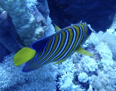 Pygoplites diacanthus