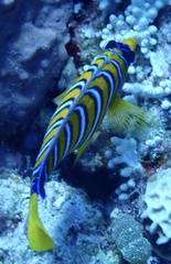 Pygoplites diacanthus