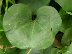 Dichondra donelliana