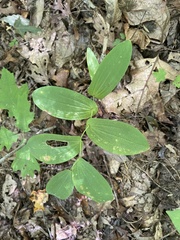 Uvularia perfoliata