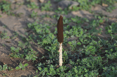 Podaxis pistillaris