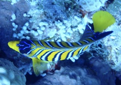Pygoplites diacanthus