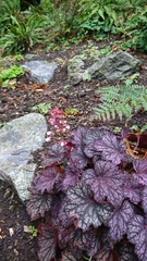 Heuchera