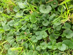 Dichondra donelliana