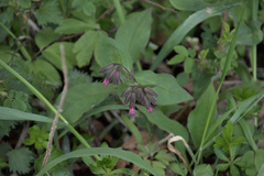 Pulmonaria