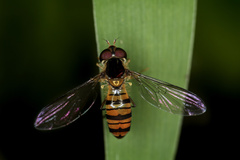 Episyrphus