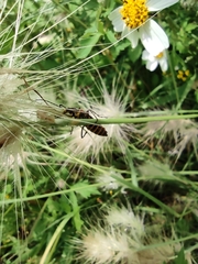 Chauliognathus limbicollis