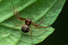 Lysiteles