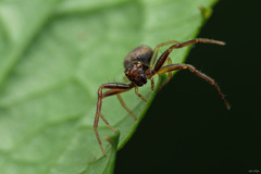 Lysiteles