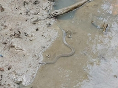 Cerberus schneiderii