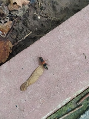 Staphylinus caesareus