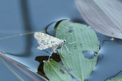 Elophila nymphaeata