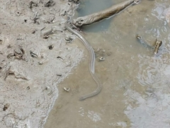 Cerberus schneiderii