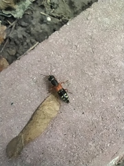 Staphylinus caesareus