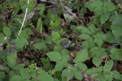 Pulmonaria