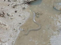 Cerberus schneiderii