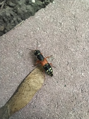 Staphylinus caesareus