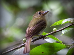 Rhynchocyclus olivaceus