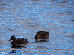 Anas rubripes × platyrhynchos