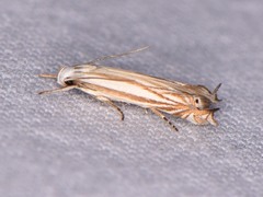 Polyhymno luteostrigella