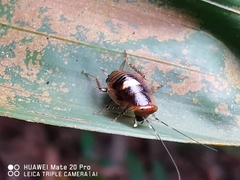 Pseudophyllodromia laticeps