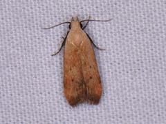 Anacampsis fullonella