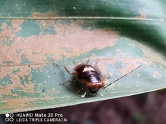 Pseudophyllodromia laticeps