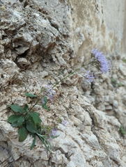 Trachelium caeruleum