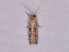 Bactra