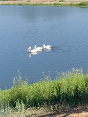 Pelecanus erythrorhynchos
