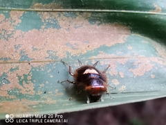 Pseudophyllodromia laticeps