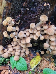 Armillaria borealis