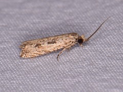 Bactra