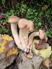 Armillaria borealis