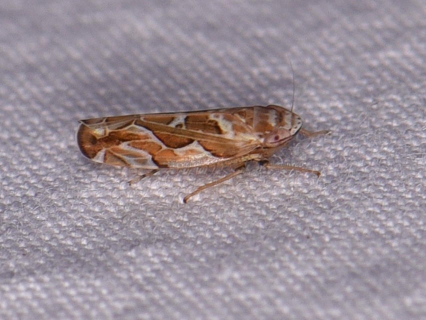 Sanctanus fasciatus