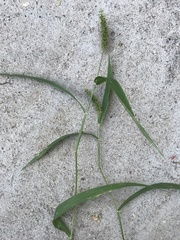 Setaria leucopila