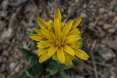 Agoseris glauca