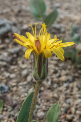 Agoseris glauca