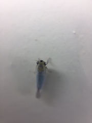 Phlogotettix indicus