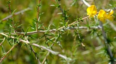 Aspalathus vulnerans