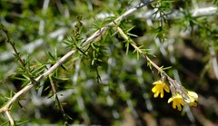 Aspalathus vulnerans