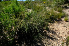 Aspalathus vulnerans