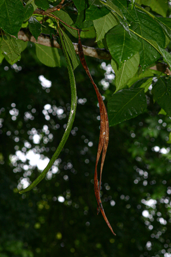 Markhamia zanzibarica