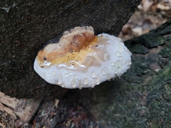 Fomitopsis pinicola